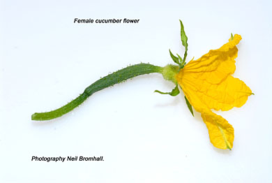 Female cucumber flower
