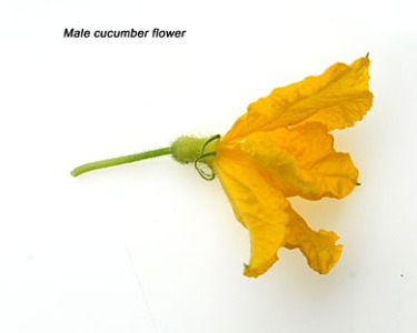 Male cucumber flower