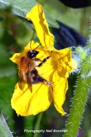 Cucumber flower pollination by bumblebee
